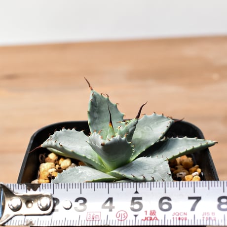 アガベ ハイブリット 日系イシスメンシス×象牙妖炎（陽炎エボリ）【台湾botanical_seeker産】RF25011371