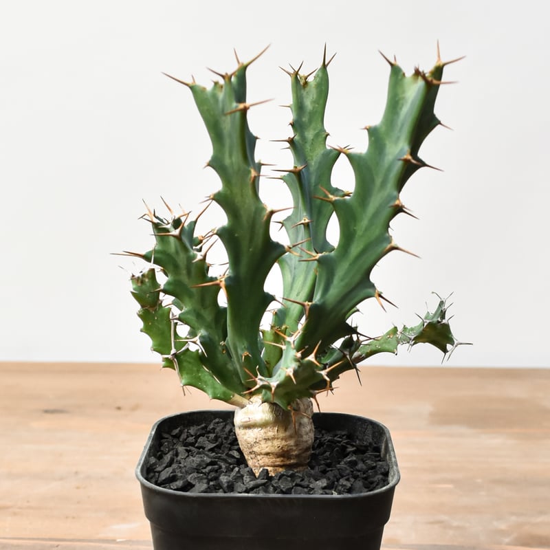 ユーフォルビア クラビゲラ 【実生】 RFHK25011505 | RAFLUM / ラフラム