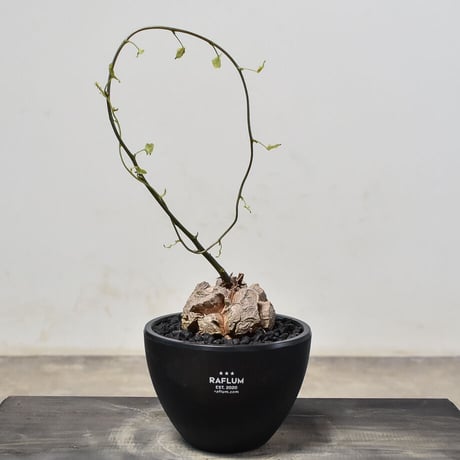 羅本製所 亀甲竜 Robinceramicstudio kps k.p.s 羅本製所 亀甲竜 Robinceramicstudio kps k.p.s 亀甲竜の通販 | 塊根