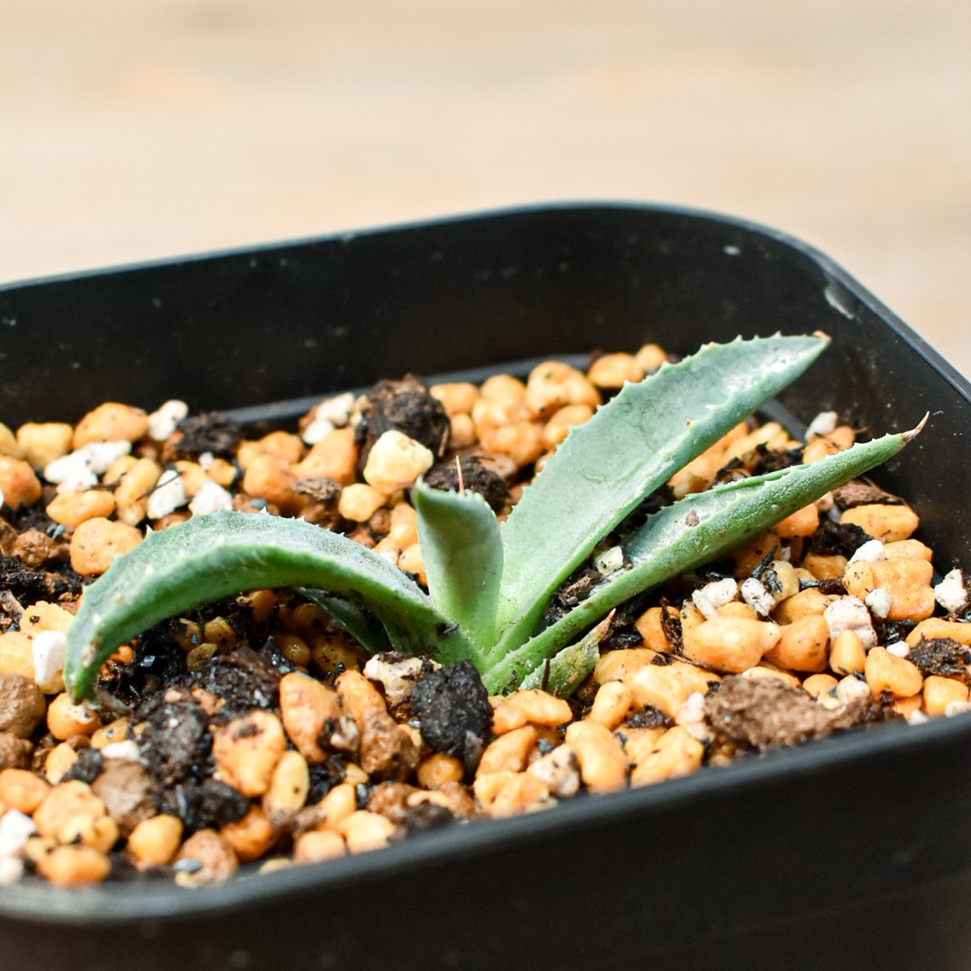 アガベ ハイブリット 