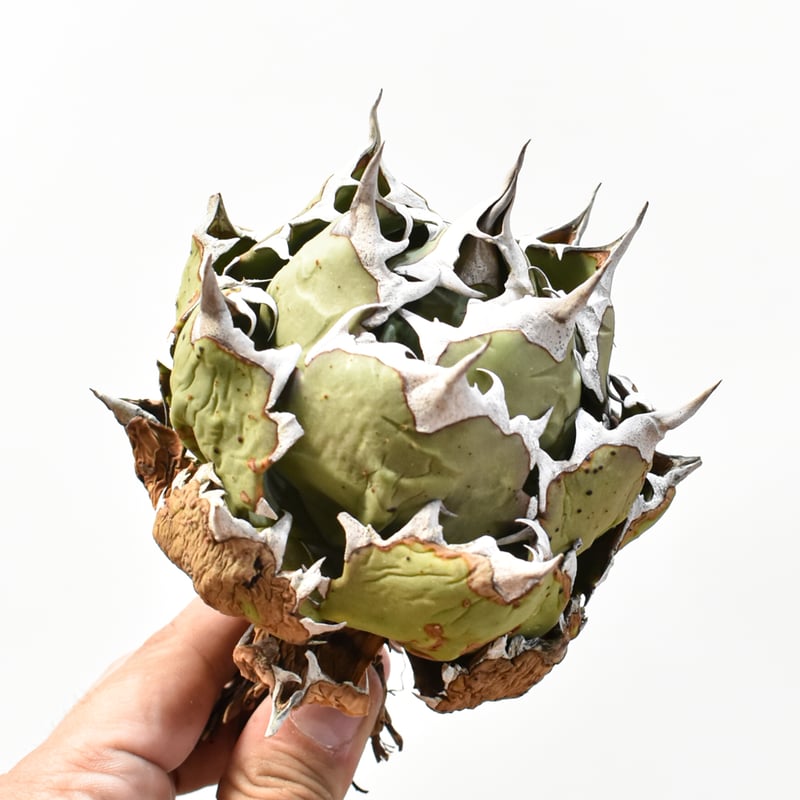 BB1苗、姫厳龍2苗、狂刺夕映2苗 台湾産正規品 根付苗極上苗 アガベ 特選 アガベ チタノタ ドワーフ / 