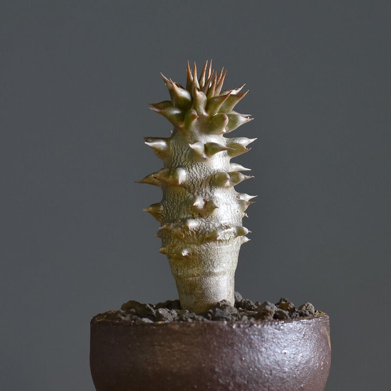 パキポディウム バロニー Sサイズ【激レア希少株！ぷっくりとした塊根