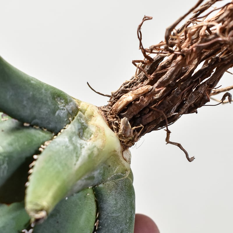 アガベ チタノタ 