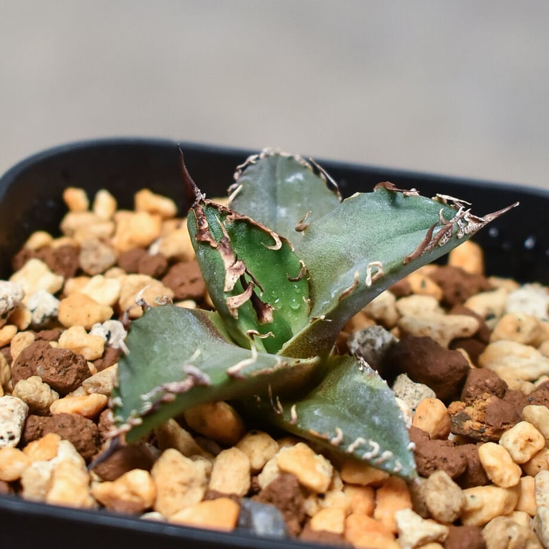 翼竜 agave titanota プテラノドン 発根済子株 アガベ チタノタ 子株 ...