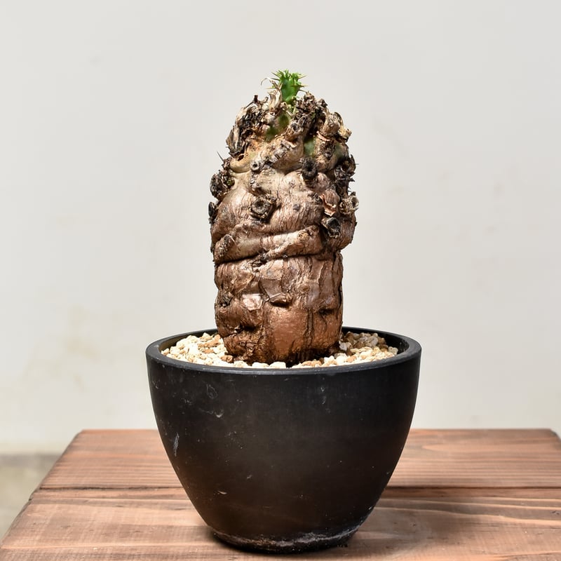 ユーフォルビア ムランジーナ 【発根済み】RF231847 | RAFLUM