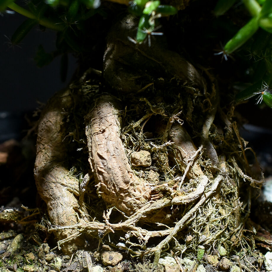 トリコディアデマ ステラツム 宙来宝 RF230115 | RAFLUM / ラフラム