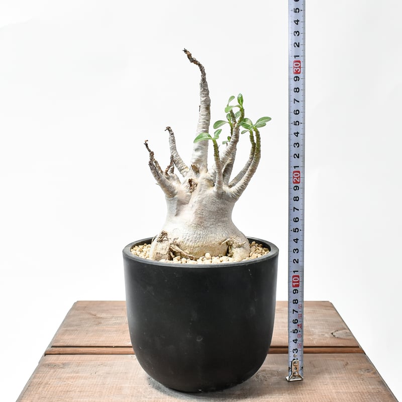 アデニウム アラビカム【発根済み】GM2400639(T) | RAFLUM / ラフラム