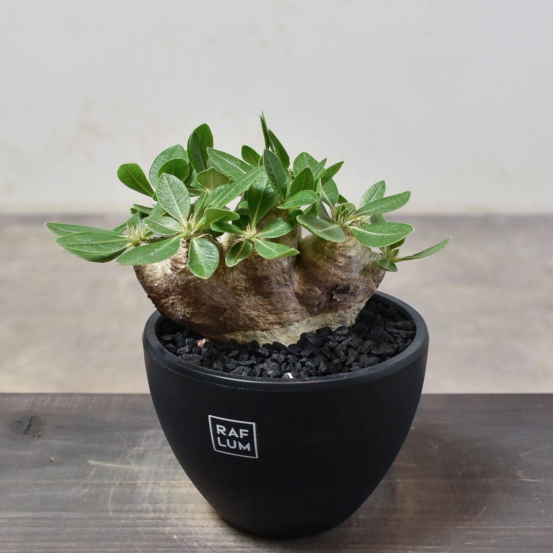 パキポディウム　ブレビカウレ　恵比寿笑い　現地株　プラ鉢ごと発送　発根済み fit=scale-down,w=1200