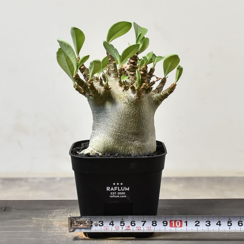 アデニウム アラビカム 