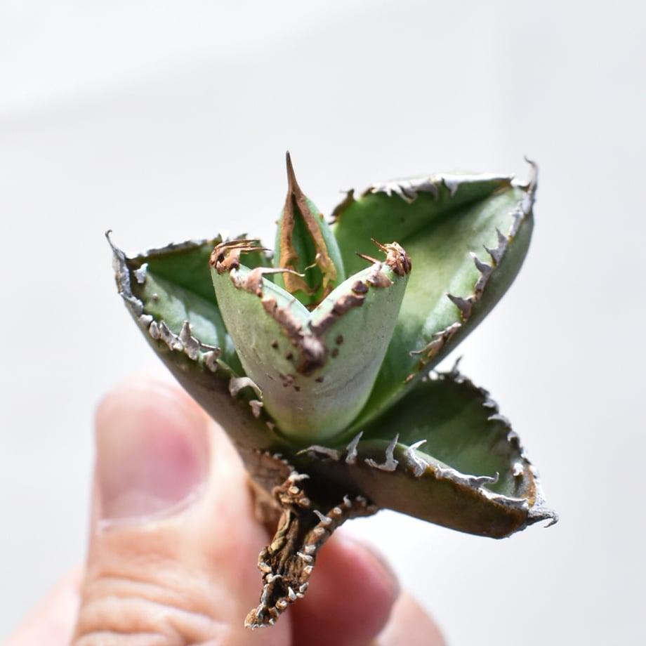 67e39f76248f8c3bc5d66af6