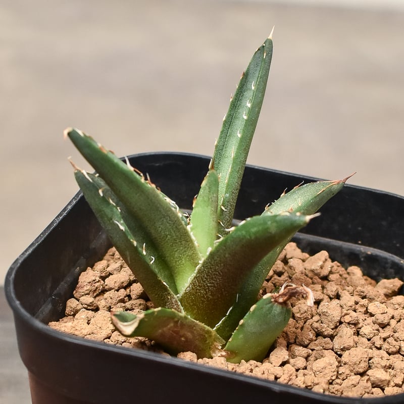 アガベ チタノタ 