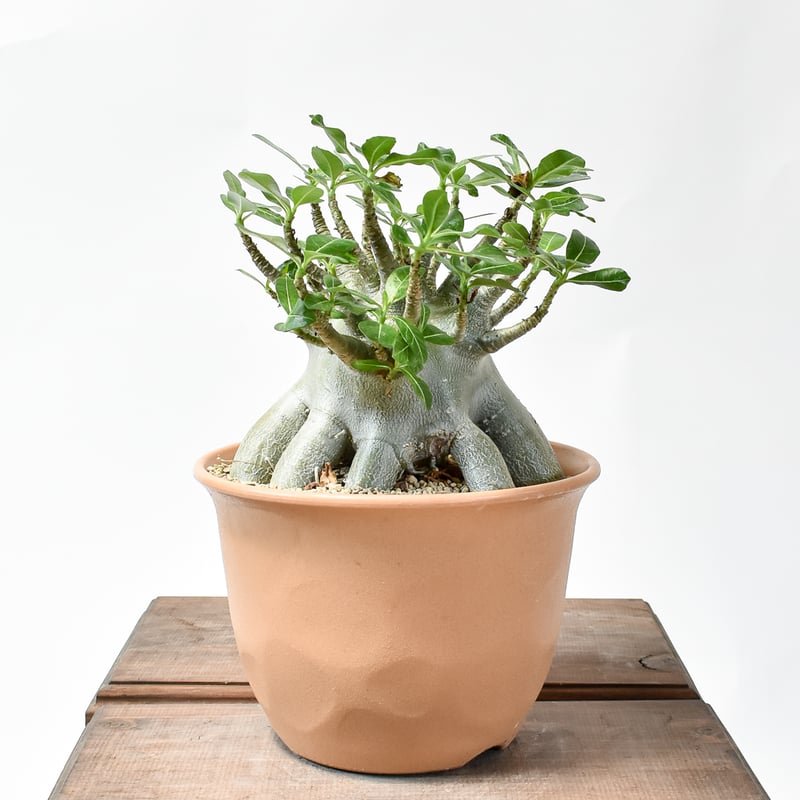 アデニウム アラビカム 