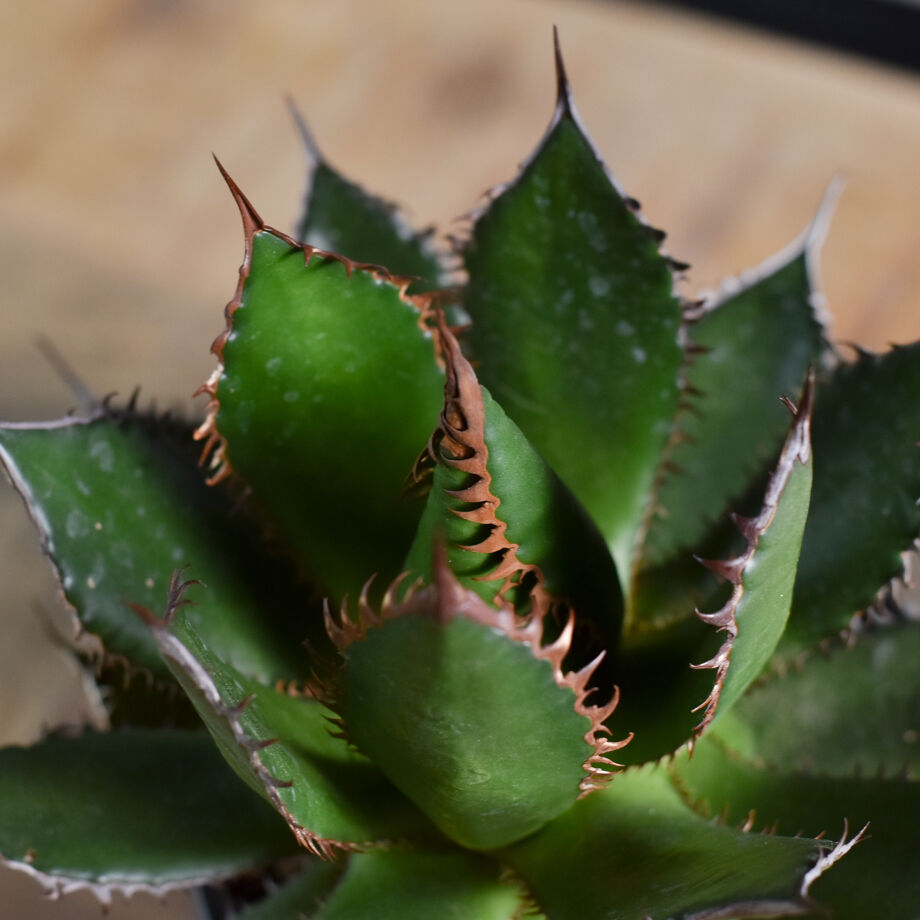 【有望株】ホリダ　ライムグリーン　強鋸歯 有望株】ホリダ ライムグリーン 強鋸歯 アガベ ホリダ【説明不要