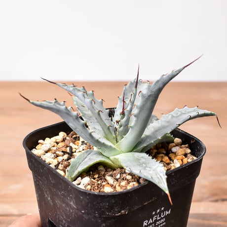 CATEGORY アガベ ハイブリット 雷帝×妖炎(イシスメンシス×ユタエンシス