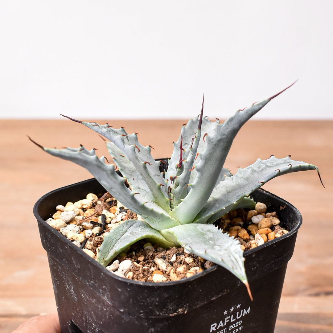 アガベ ハイブリット 雷帝×妖炎(イシスメンシス×ユタエンシス) 【台湾