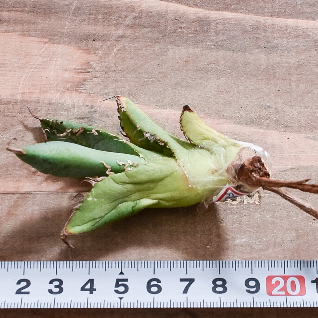 アガベ チタノタ 