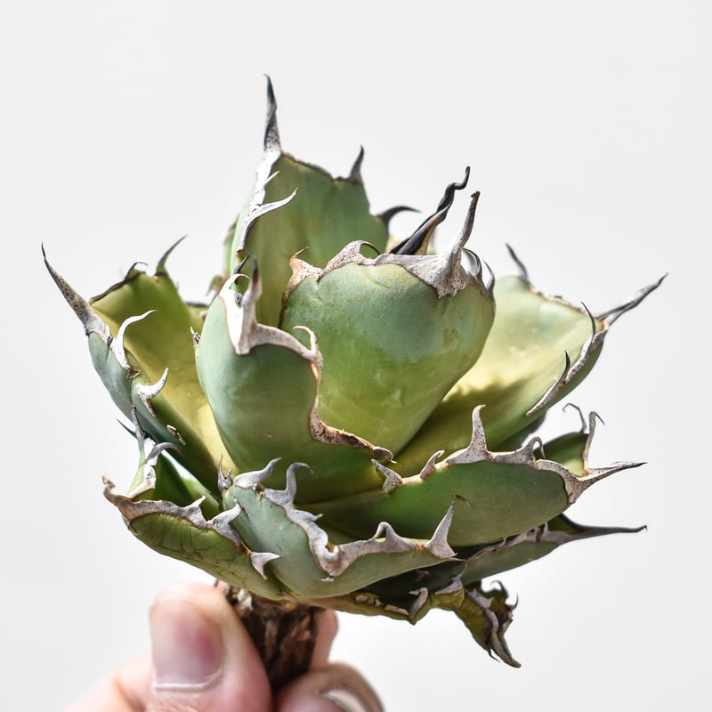 厳選 狂刺ハデス チタノタ 厳選 狂刺ハデス チタノタ