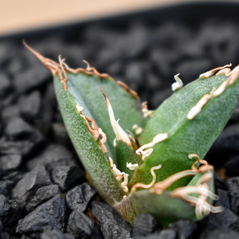 【珍品1ペア】パルナシウス/P.Phoebus golobinus（アラスカ産） 珍品1ペア】パルナシウス/P.Phoebus golobinus（アラスカ産）