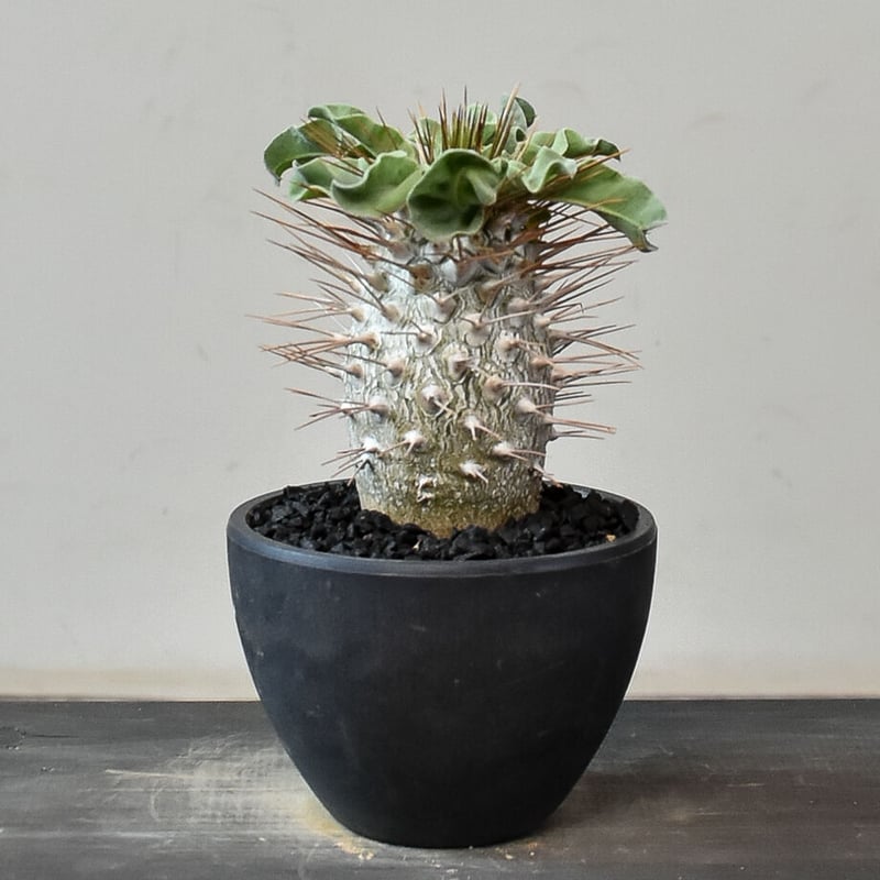 ナマクアナム　塊根植物　発根済 パキポディウム ナマクアナム 