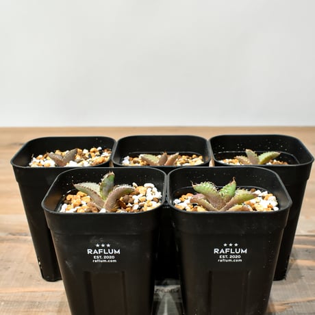 T*T様 アガベオアハカ現地 muffin 現地株】アガベ オテロイ オアハカ 24040402-3【発根済】 | ISALO