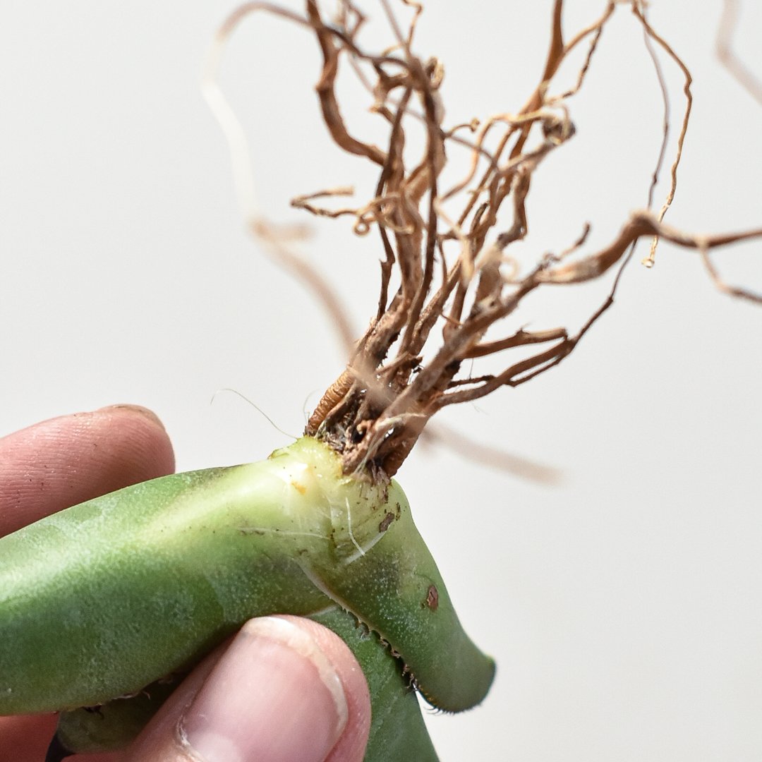 cj plants産　胖鯨　大株 fit=scale-down,w=1200