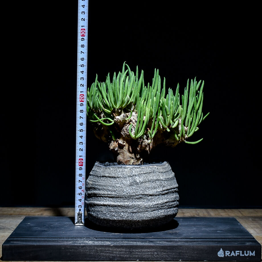 638d7b752ee5c20cde0cb7ae