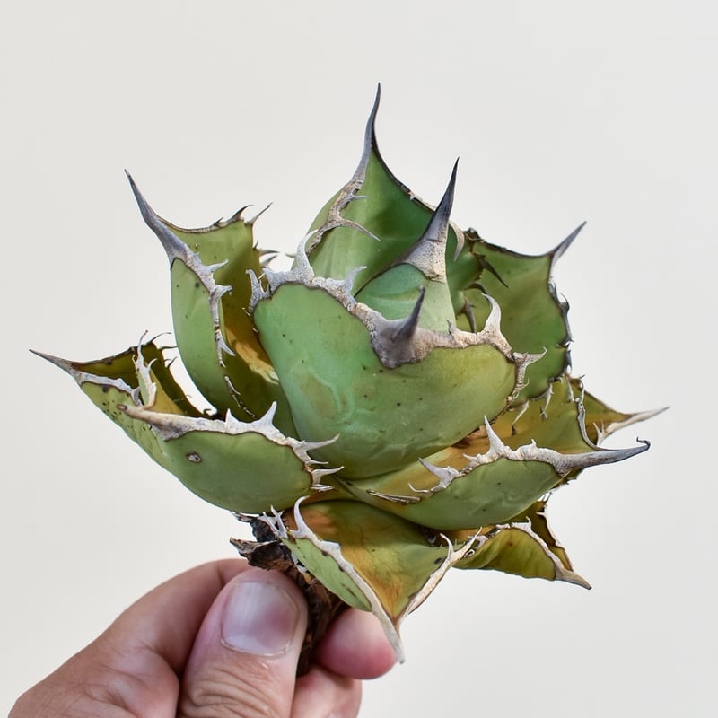 アガベ チタノタ 熊猫 パンダ MASSES TYPE-5 STEEL Sサイズ アガベ チタノタ 熊猫 パンダ MASSES TYPE-5 STEEL Sサイズ