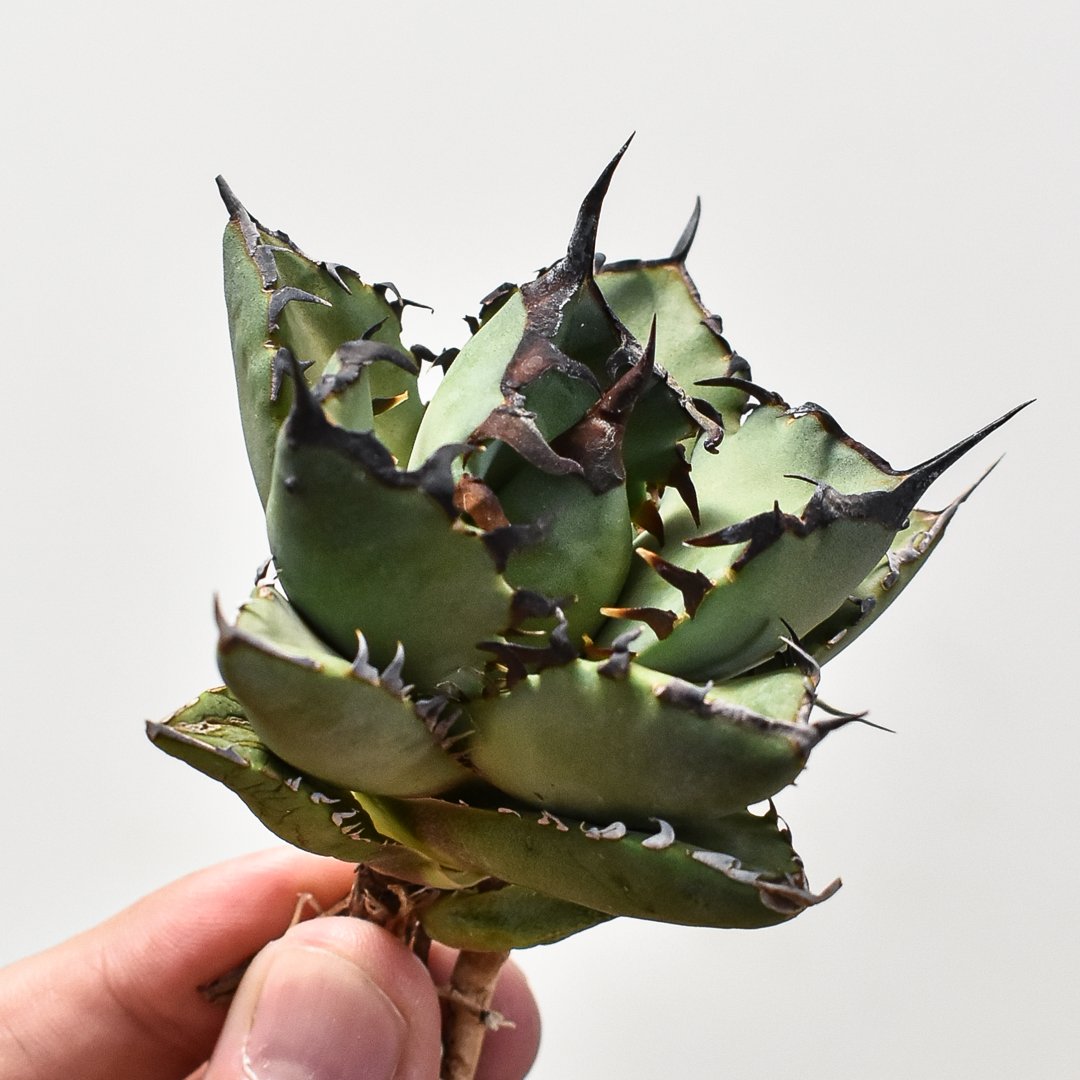 アガベ 黒鯨✖︎valiem 鉢ごと アガベ・黒鯨 | trigger