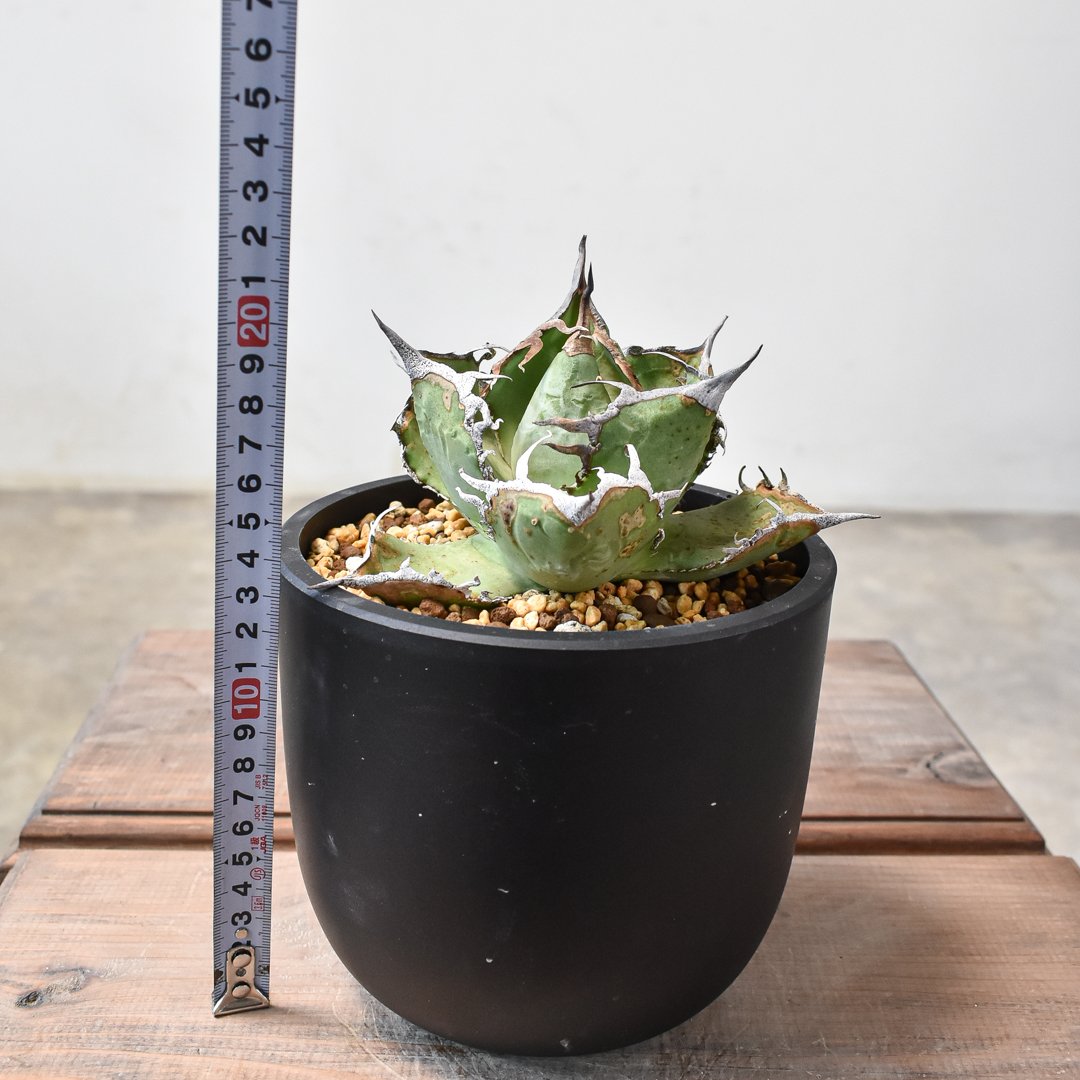 アガベ チタノタ 