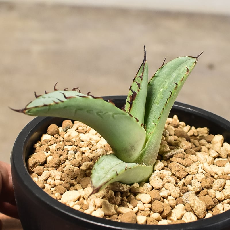 アガベ チタノタ ソルティードック 【カリフォルニア産/子株販売  