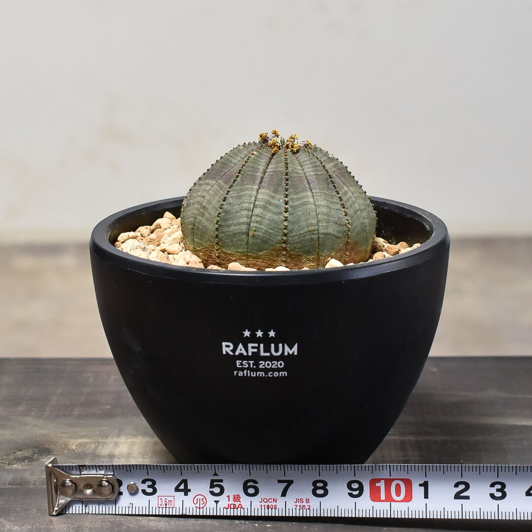 至高のオベサ オールドオベサ ユーフォルビア 至高のオベサ オールドオベサ ユーフォルビア