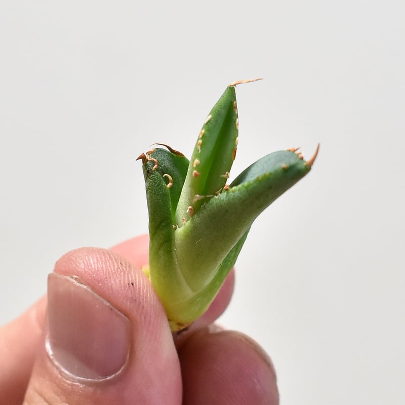 アガベ チタノタ アガベ チタノタ