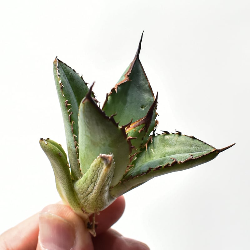 アガベ オテロイ 