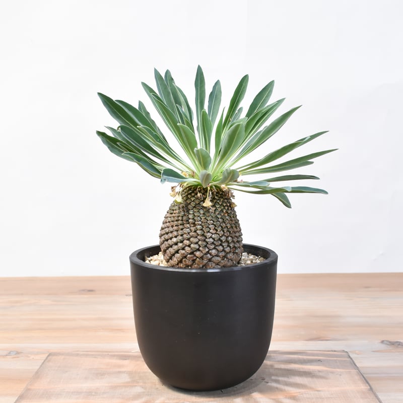 ユーフォルビア・ブプレウリフォリア 