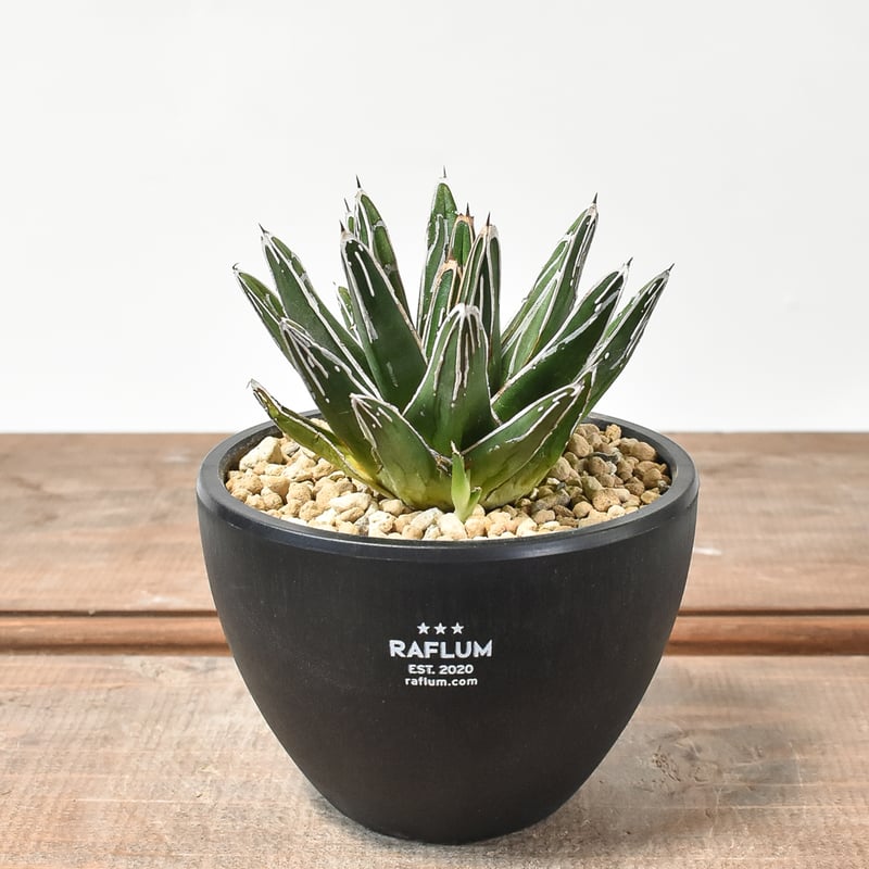 アガベ ビクトリアレジーナ 