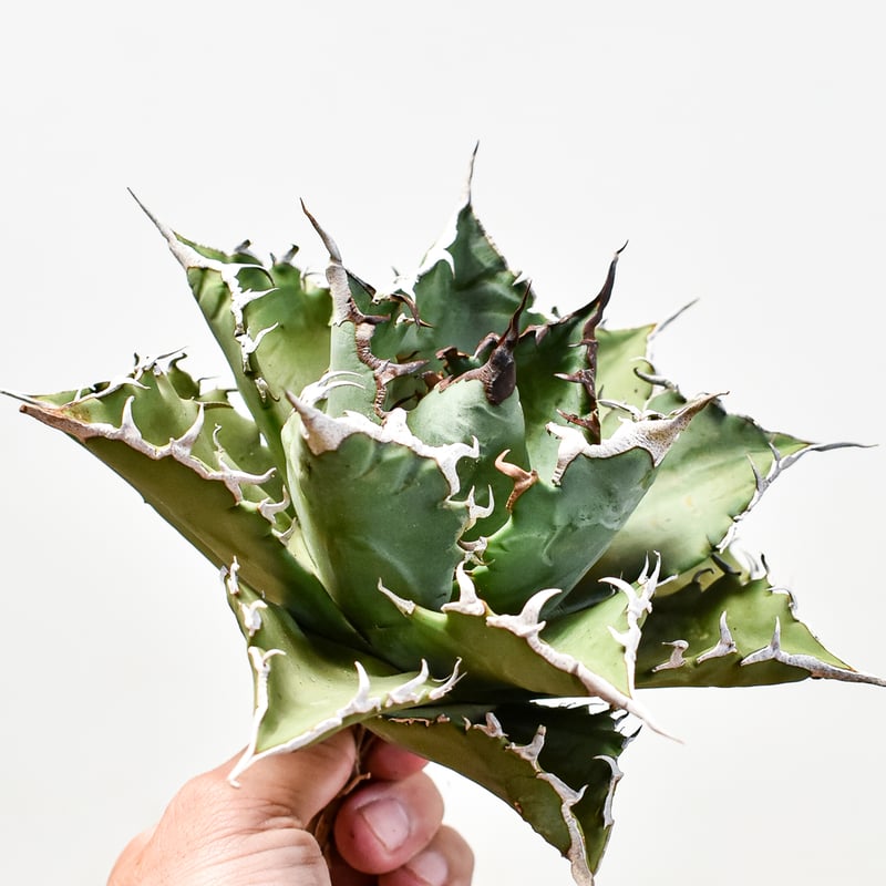 アガベセット（黒鯨・チタノタ・曲刺八雷・FO222・ソーラーエクリプス・螃蟹） アガベ チタノタ ソーラーエクリプス 