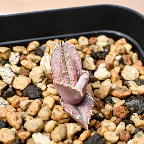 【RAFLUM育成株 5個セット】アガベ Mexico oteroi seeding / オテロイ実生 メキシコ産  【RAFLUM産/実生/子株】A