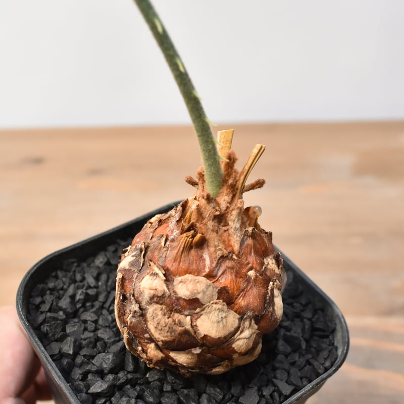 サイカス　カイルンシアナM1 サイカス カイルンシアナM1