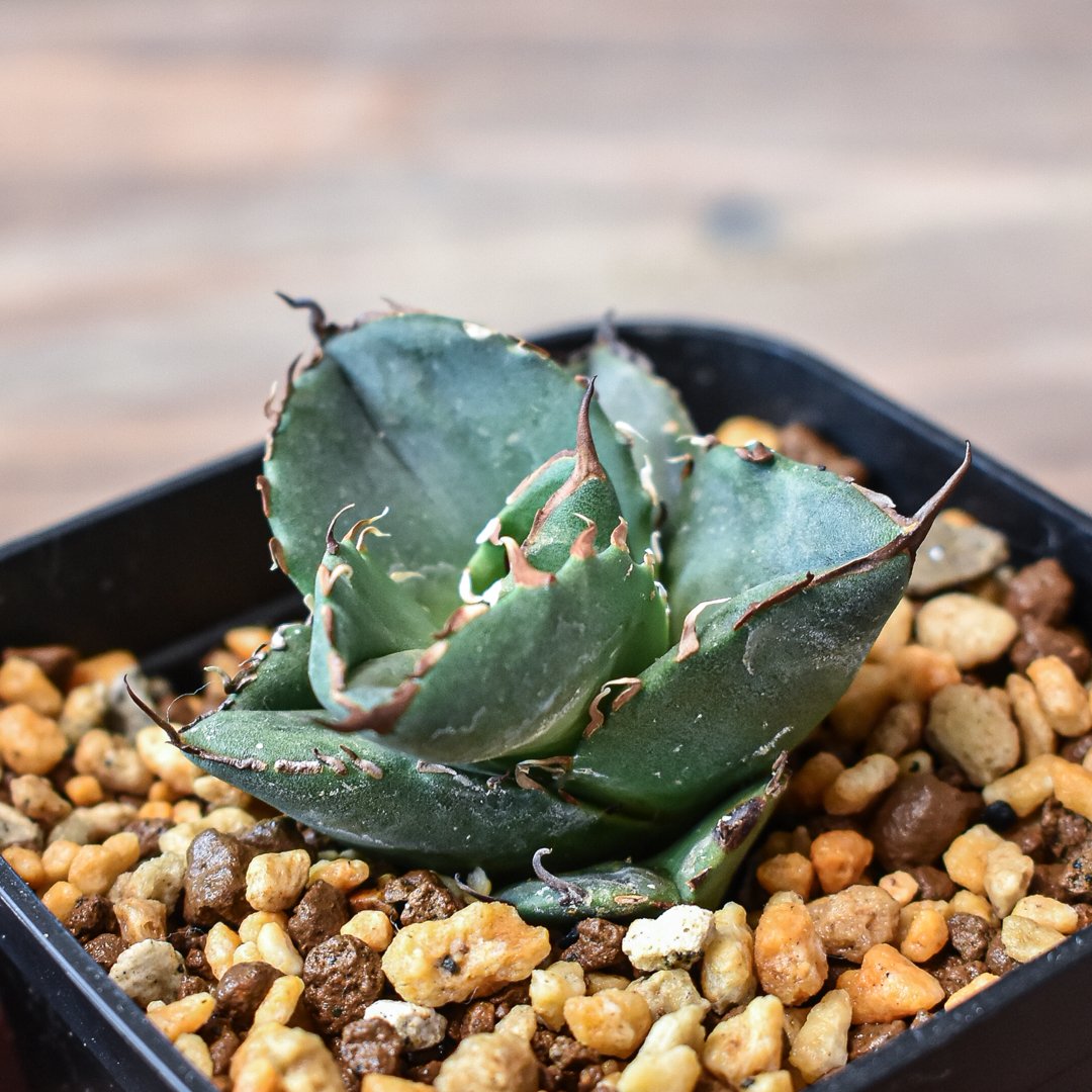 アガベ チタノタ 