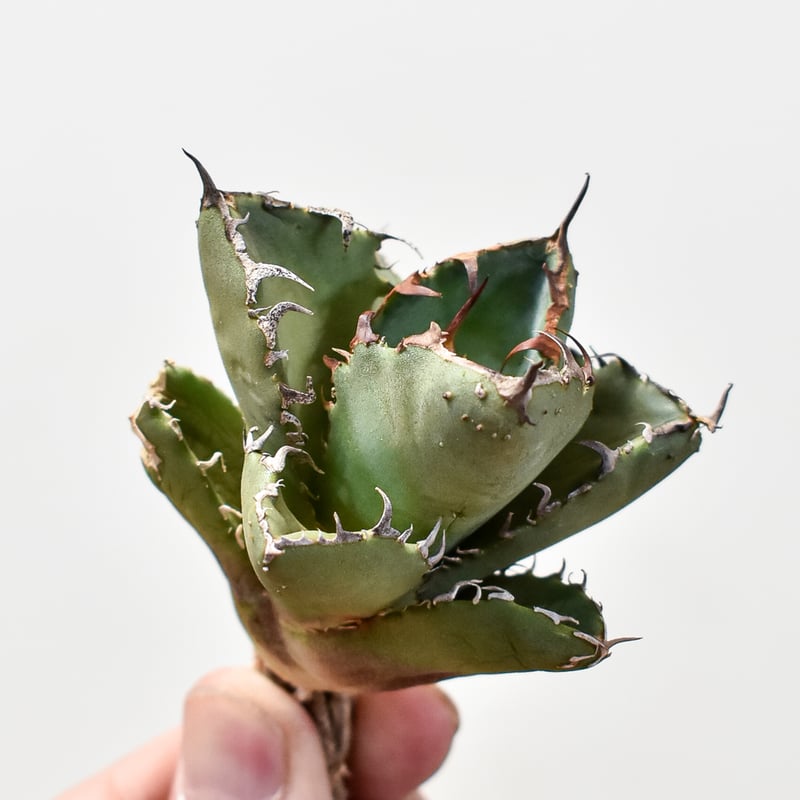 アガベ　チタノタ　国産 アガベ チタノタ 