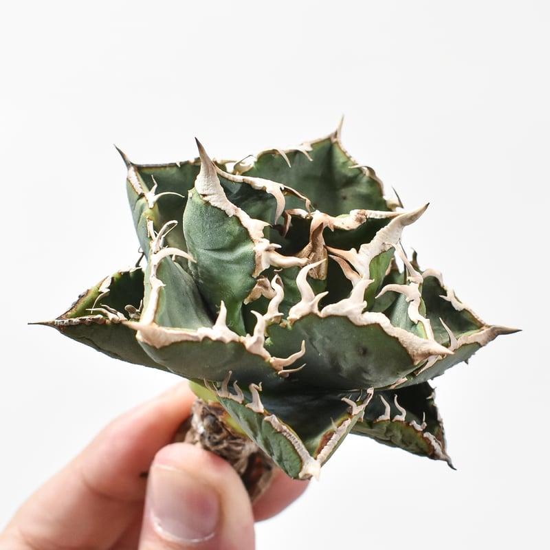 アガベ 清櫻 子株2 アガベ清桜 | STORES