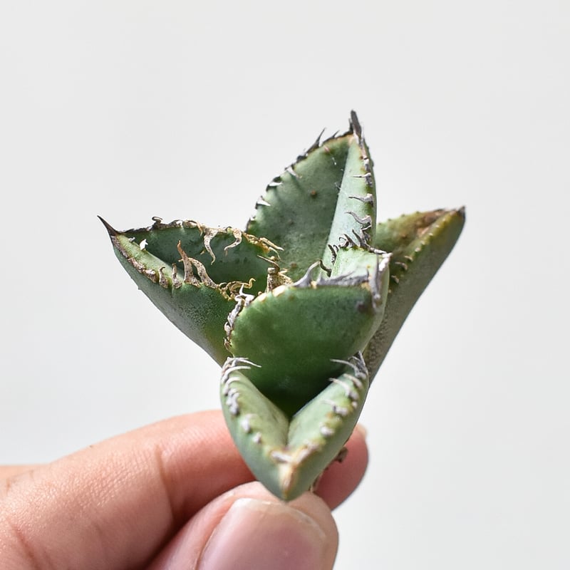 RAFLUM特選】アガベ チタノタ 麻花龍 【台湾 berlin産/子株/抜き苗】B