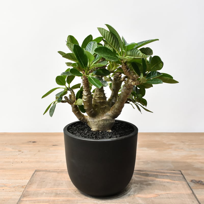 国内実生株　パキポディウム ウィンゾリー　① パキポディウム ウィンゾリー 【実生】GM2402219 | RAFLUM