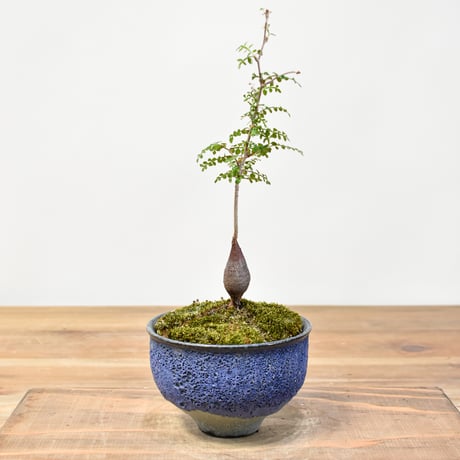 【“WACK” ON YOUR SIDE】オペルクリカリア パキプス WACK-A112