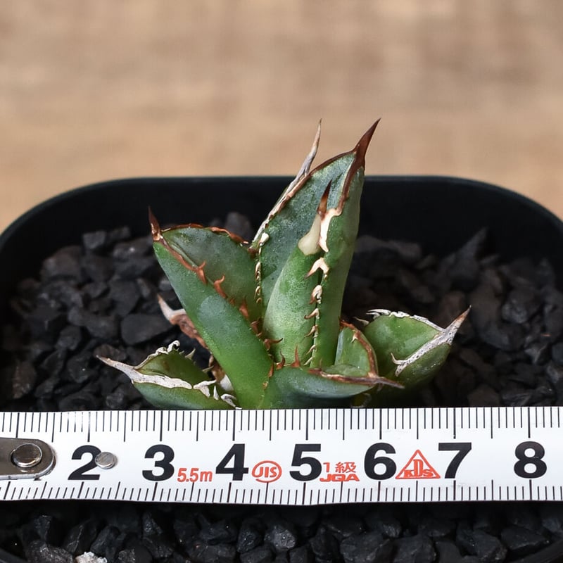 アガベ　チタノタ　選抜ギロチン　guillotine アガベ・チタノタ 阿修羅-006｜Agave titanota ashura | Plus_P