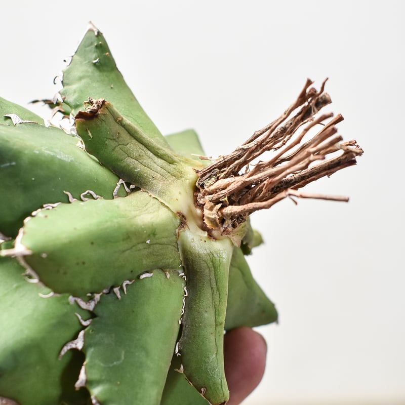 agave titanota cheater 猟豹 アガベ チタノタ チーター 
