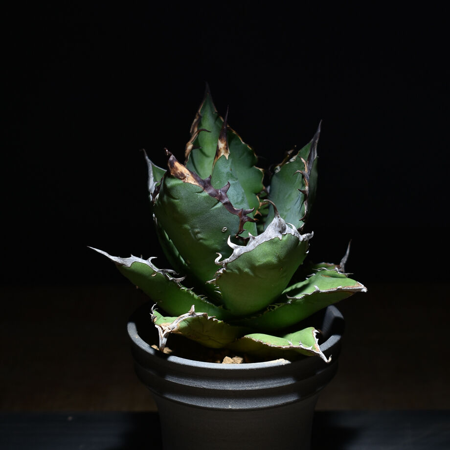 アガベ チタノタ ブラックファイヤー 