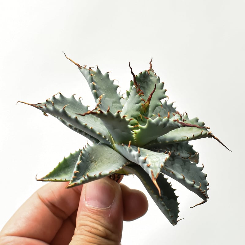 アガベ 激怒之舞 ハイブリッド 子株 陽炎 特白 青葉 ③ Agave hyb. 激怒之舞】 青葉と赤棘がやっぱり最高🤤 #agave