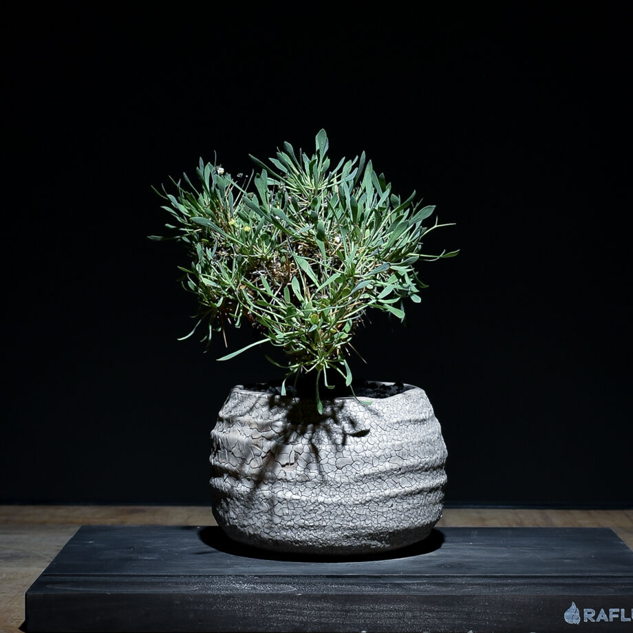 オトンナ ユーフォルビオイデス 