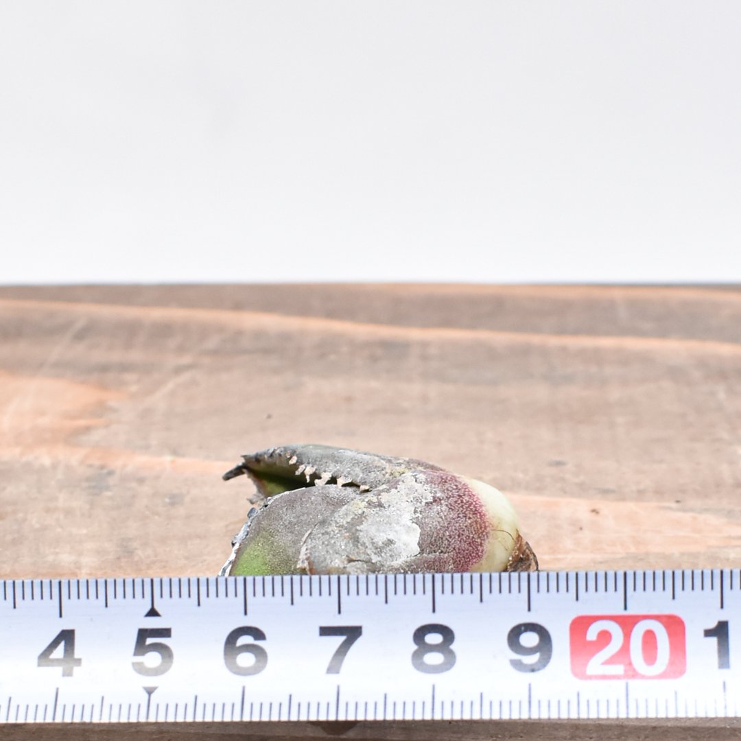 アガベ チタノタ 